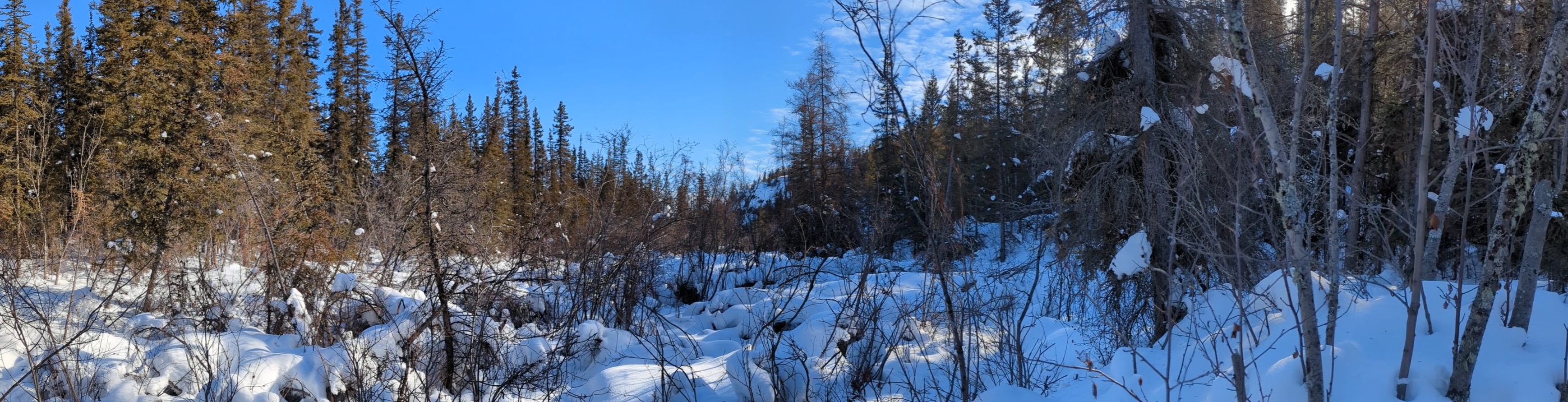 A panoramic photo of a serene frozen forest